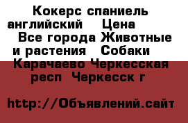 Кокерс спаниель английский  › Цена ­ 4 500 - Все города Животные и растения » Собаки   . Карачаево-Черкесская респ.,Черкесск г.